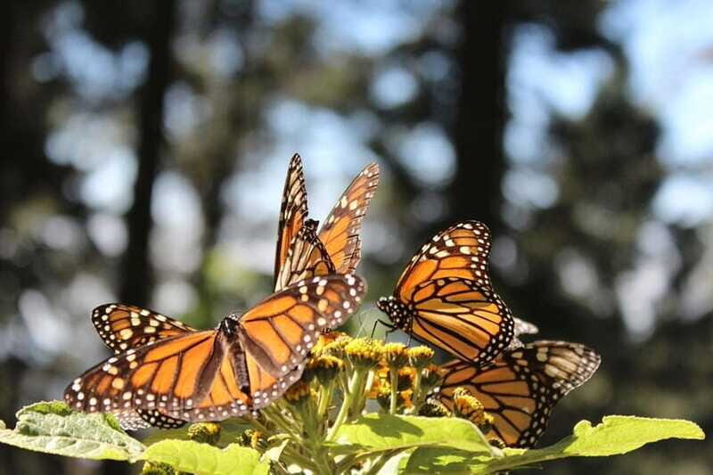 Mexico City: Monarch Butterflies, Sierra Chincua & Angangueo - FAQ
