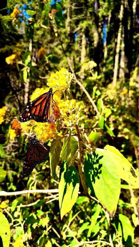 Mexico City: Monarch Butterfly Sanctuary Day Tour - An In-Depth Look at the Monarch Butterfly Sanctuary Day Tour