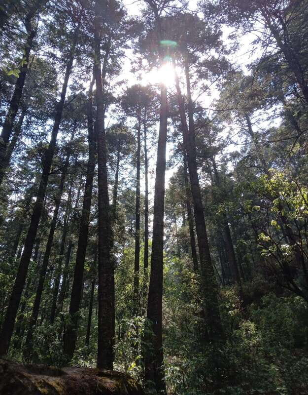 Mexico City: Morning Hiking at Mirador Coconetla - An Overview of the Experience