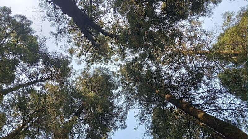 Mexico City: Morning Hiking at Mirador Coconetla - Final Thoughts