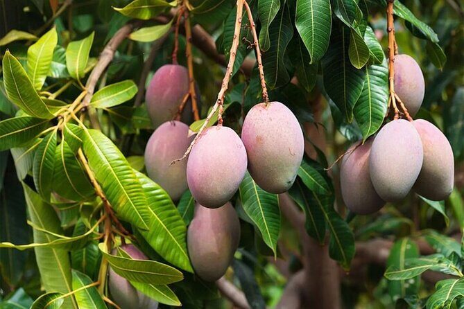 Mexico's Tropical Fruit Guided Tasting in Mexico City - Final Words