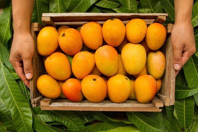Mexico's Tropical Fruit Guided Tasting in Monterrey - Authenticity & Traveler Feedback