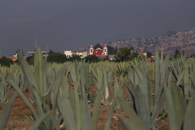 Mezcal Culture Cycling Tour in a Zapotec Village - An Authentic Look at Oaxaca’s Mezcal Culture by Bike