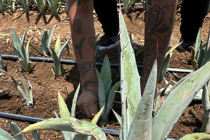 Mezcal Day Experience - The Practical Side