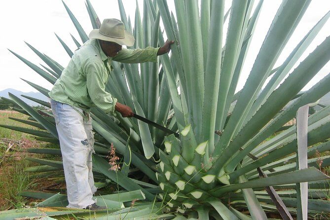 Mezcal Factory Tasting Learning Experience Drink Lunch and More - Key Points