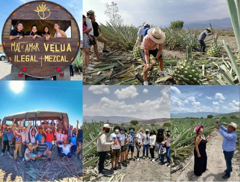 Mezcal Oaxaca: Tour, Gastronomy and Mezcal Tasting - Practical Details and Value