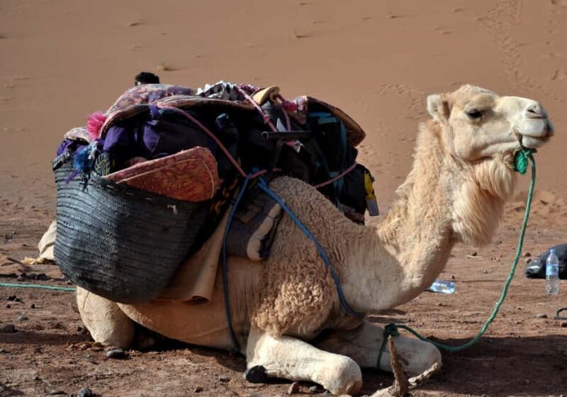 Mhamid: Experience the Route of old Caravans in the Sahara - Who Is This Tour Best For?