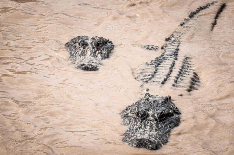 Miami: Alligator Spotting Airboat and Wildlife Reserve - A Detailed Look at the Tour Experience