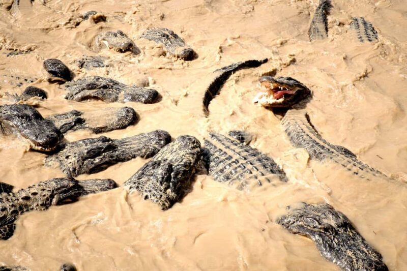 Miami: Alligator Spotting Airboat and Wildlife Reserve - Final Considerations