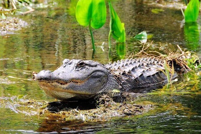 Miami Combo Tour (Everglades Tour + Boat Tour) - Who Should Consider This Tour?