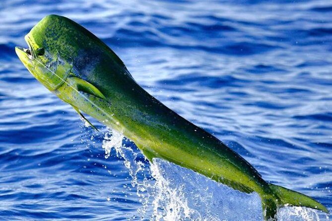Miami Deep Sea Fishing Charters - The Sum Up: Who Should Consider This Tour?