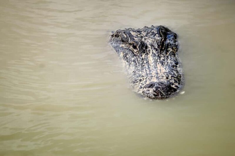 Miami: Everglades Airboat Alligator Tour with Transfer - What Could Be Better?
