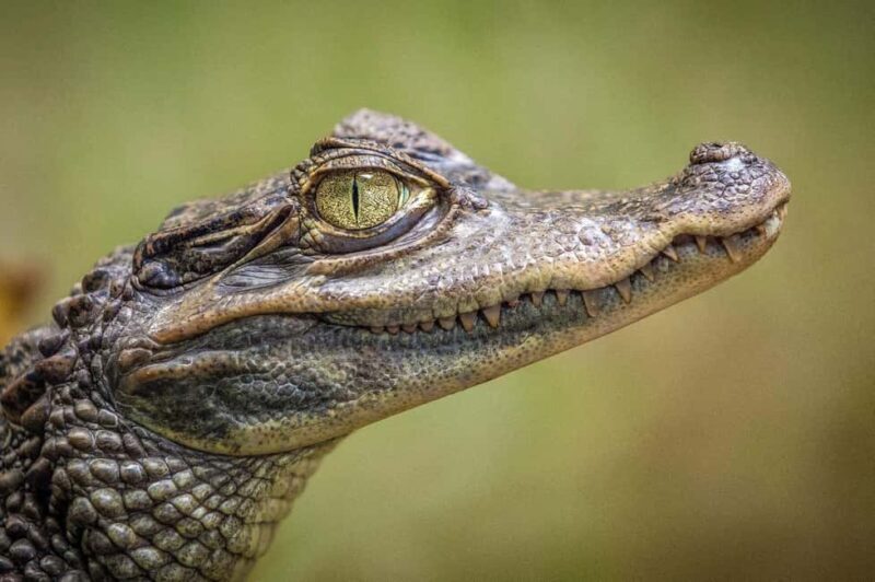 Miami: Everglades Airboat, Gator Experience with Transfer - Key Points