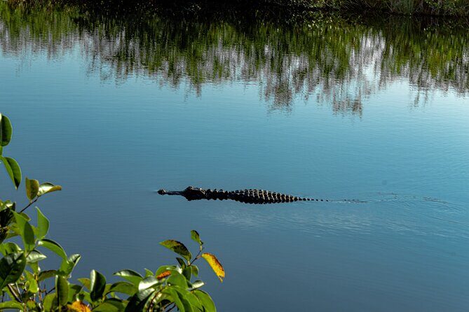 MIAMI: Everglades Airboat, Wildlife Gator Show and Photo - What Travelers Are Saying: Authentic Perspectives
