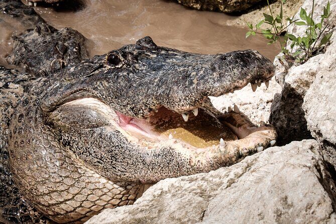 MIAMI: Everglades Airboat, Wildlife Gator Show and Photo - FAQ