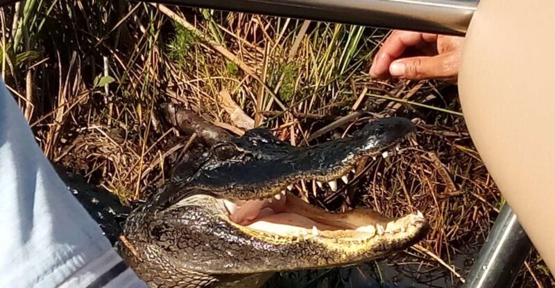 Miami: Everglades Full-Day Tour with 2 Boat Trips and Lunch - The Sum Up