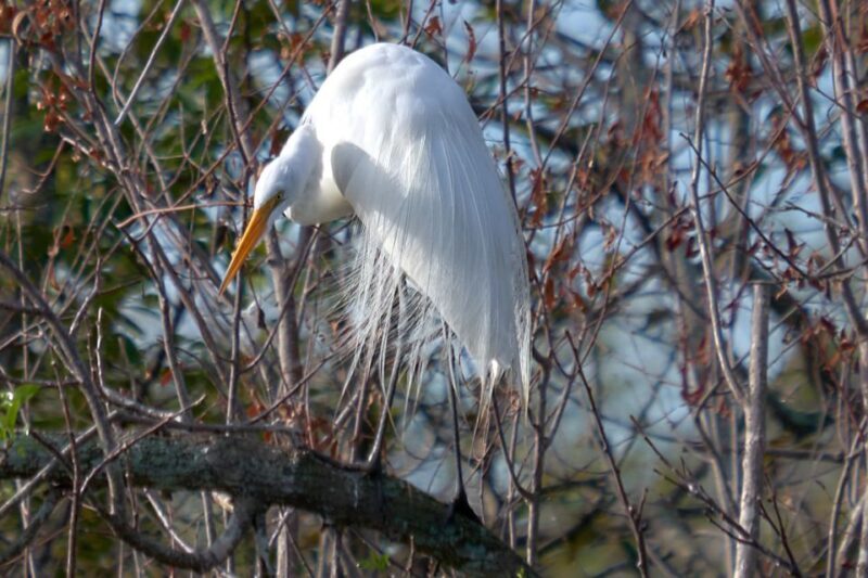 Miami: Everglades Full-Day Tour with 2 Boat Trips and Lunch - FAQ