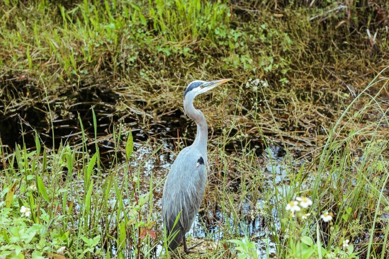 Miami: Everglades National Park Airboat Tour & Wildlife Show - Who Should Consider This Tour?