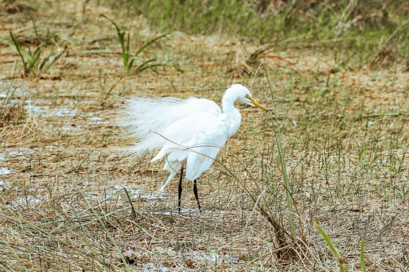 Miami: Everglades National Park Airboat Tour & Wildlife Show - The Sum Up