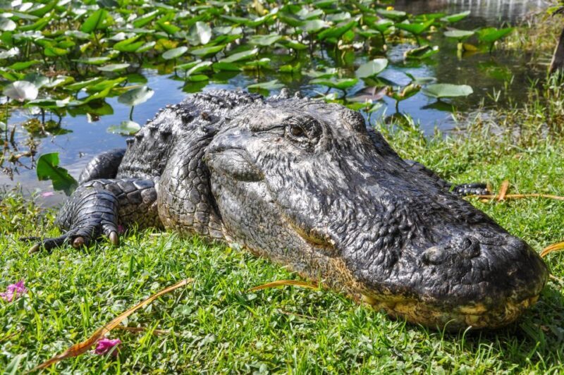 Miami: Everglades Safari Park Airboat Tour - Who Will Love This Tour?