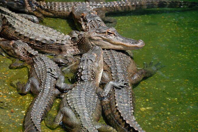 Miami Full Day Self-Guided Sightseeing Tour w/ Cruise and Everglades Airboat - Detailed Breakdown of the Tour