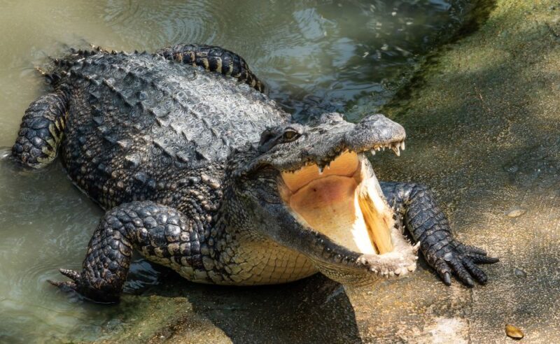Miami: Half-Day Everglades Tour in French - Comparing Similar Offers