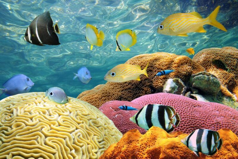 Miami: Key West Day Trip with pickup and boating options - A Detailed Look at the Tour Experience