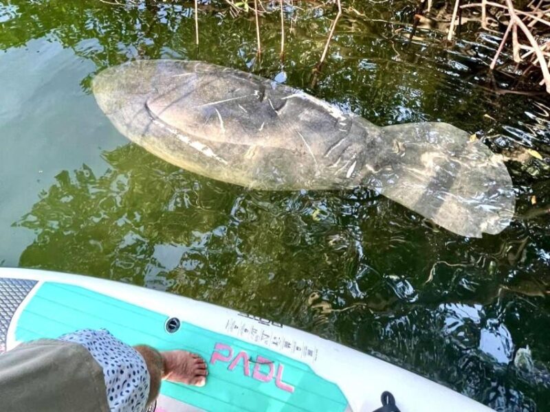 Miami: Manatee Season Paddleboard or Kayak Tour - Practical Details and Tips