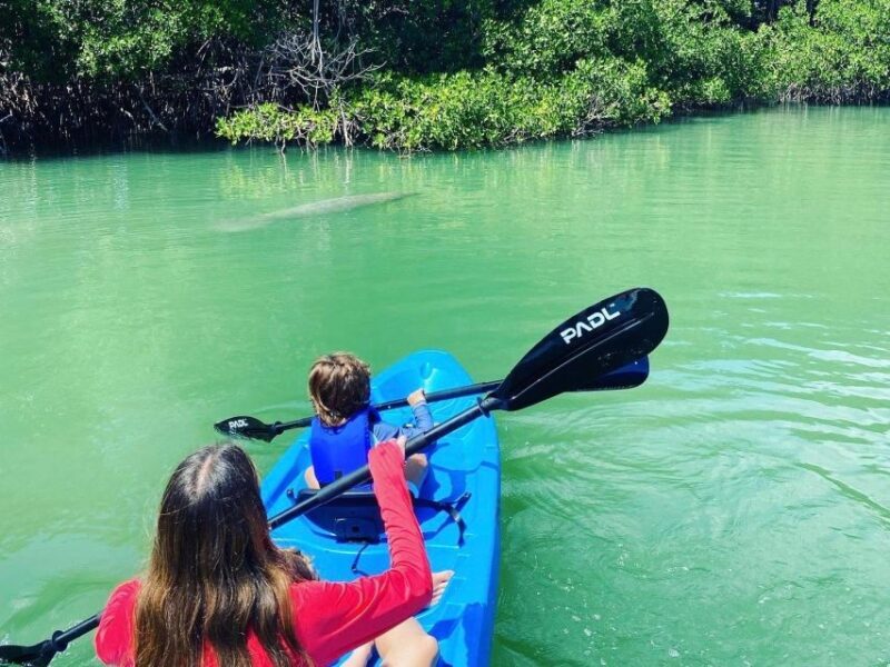 Miami: Manatee Season Paddleboard or Kayak Tour - Who Should Consider This Tour?