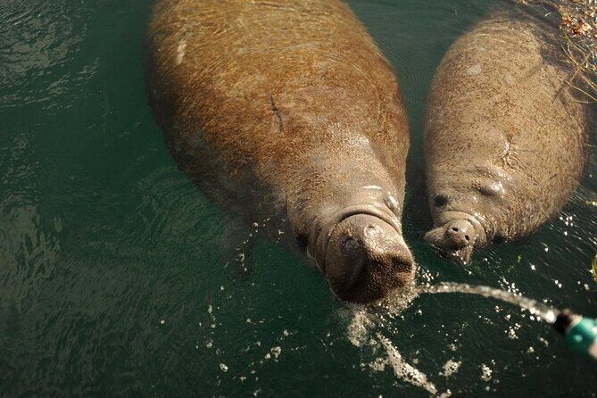 Miami Small Group Boat Tour: History, Wildlife, and Stiltsville - Pricing and Value