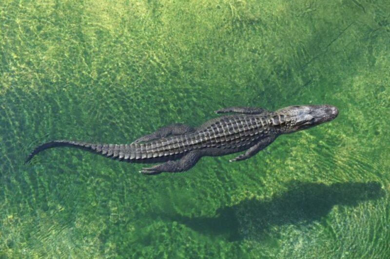 Miami: Small Group Tour w/Everglades, Little Havana & Cruise - Discover Miami’s Best in a Compact Day Tour