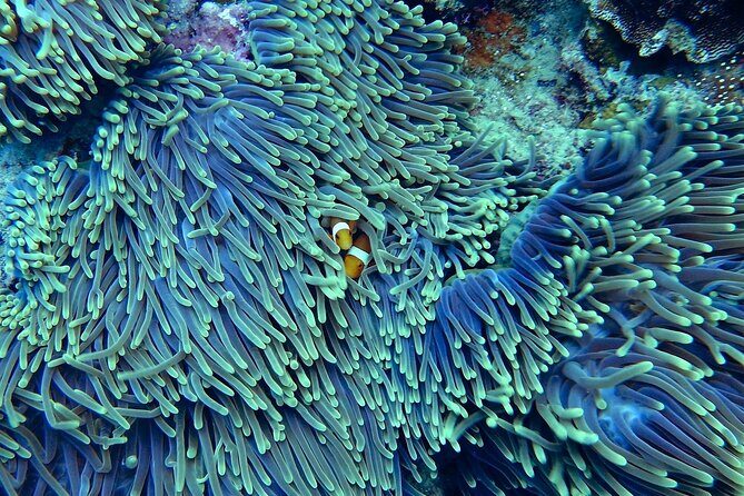 Miami: Snorkeling Adventure in Miami for Beginners Private Yacht - Authentic Traveler Perspectives