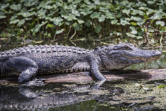 Miami Trilogy: City Tour, Boat Cruise and Everglades Adventure - FAQ