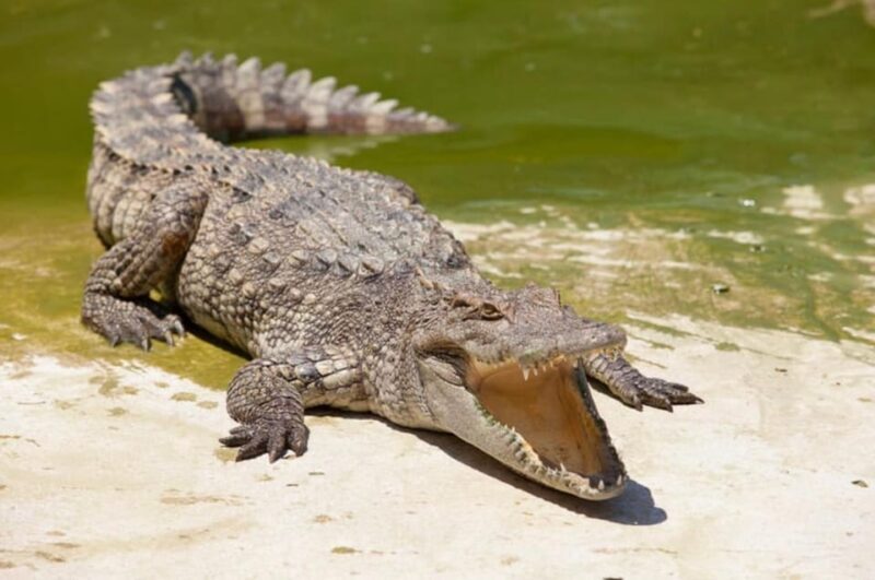 Miami: Triple combo Everglades, City & Cruise tour (2 days) - Who Is This Tour Best For?