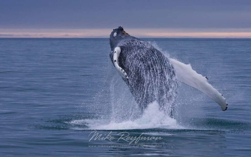 Miches: Half Day Whale Watching Catamaran Tour with Snacks - Accessibility and Practicalities