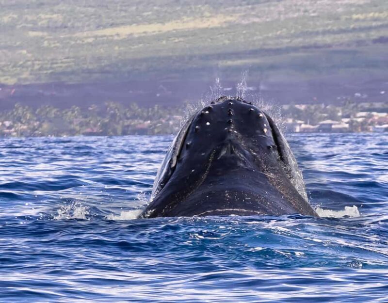 Miches: Half Day Whale Watching Catamaran Tour with Snacks - Pricing and Value
