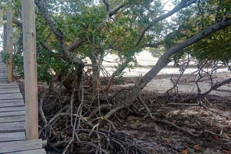 Mida Creek: Mangrove Forest and Lagoon Guided Tour Malindi - Key Points