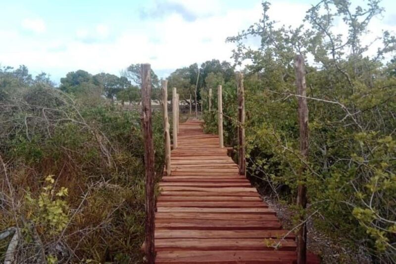 Mida Creek: Mangrove Forest and Lagoon Guided Tour Malindi - The Practicalities: What You Need to Know