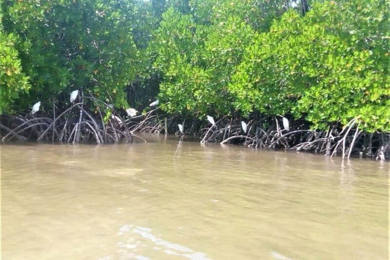 Mida Creek: Mangrove Forest and Lagoon Guided Tour Malindi - Authentic Insights from Travelers