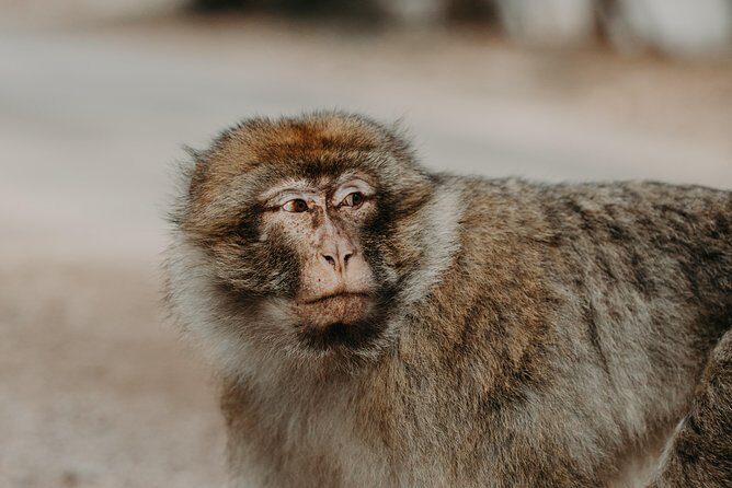 Middle Atlas , Cedar Forest and Azrou Day Trip from Fez - Key Points