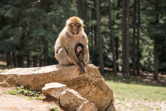 Middle Atlas Mountains, Cedar Forest and Azrou Day Trip from Fez - Frequently Asked Questions