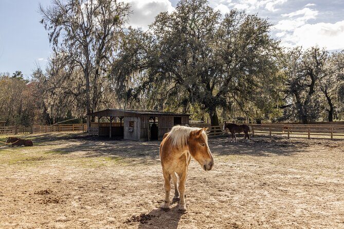 Middleton Place Tour with Lunch and Transportation - Transportation and Group Size: Why It Matters