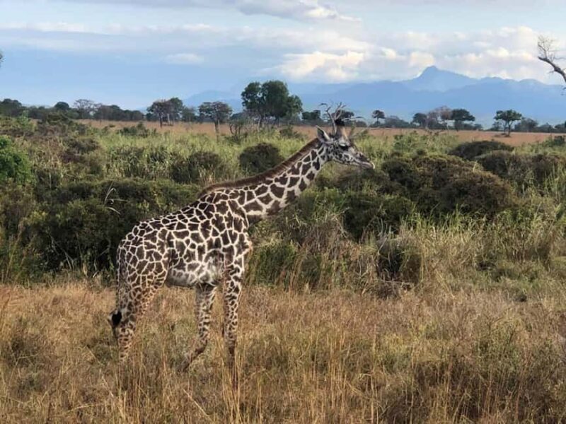 Mikumi and Nyerere National Parks 4-Day Safari - Mikumi and Nyerere National Parks 4-Day Safari: A Deep Dive into Tanzania’s Wildlife Wonderland