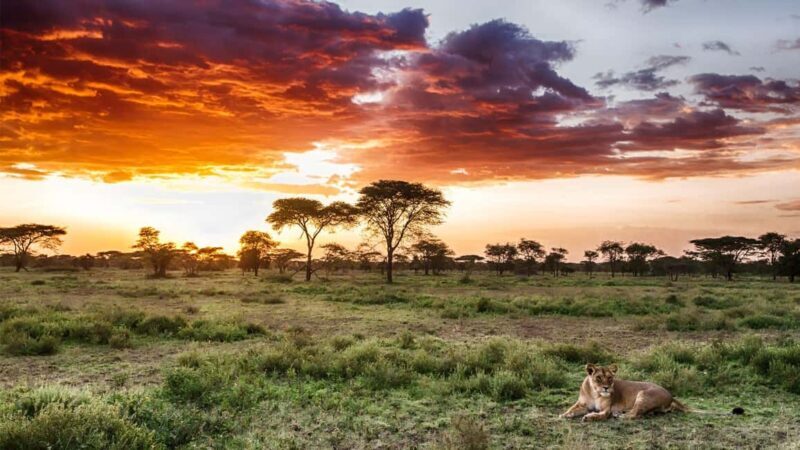 Mikumi and Nyerere National Parks 4-Day Safari - What Makes This Tour Stand Out?