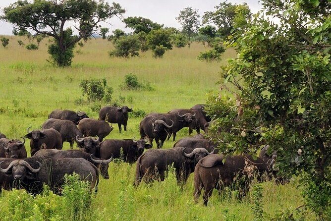 Mikumi National Park 2 Days/ 1 Night - Considerations Before Booking