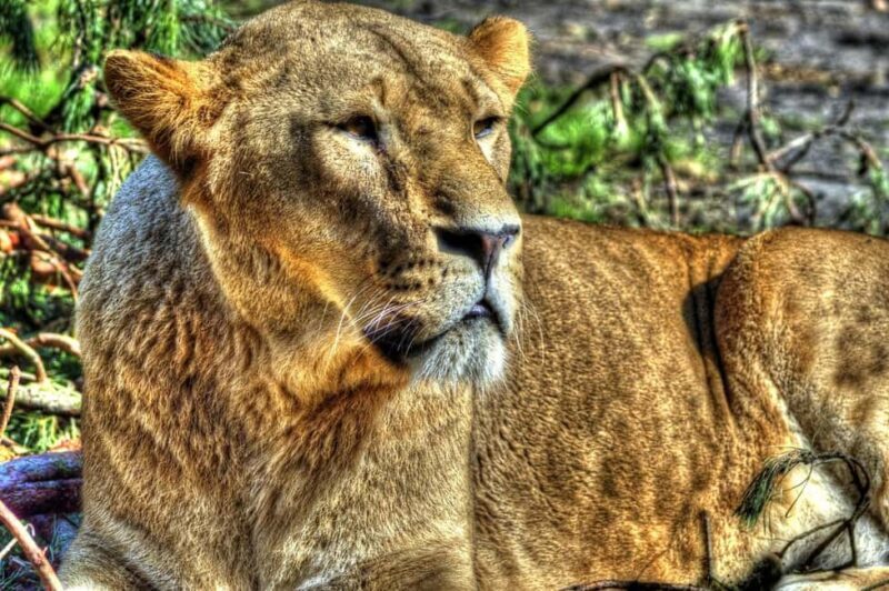 Mikumi National Park: 2 Days Camping safari - Why Choose This Mikumi Safari?