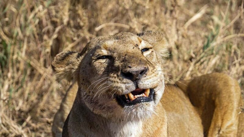 Mikumi National Park: 2 Days Camping safari - What Travelers Say