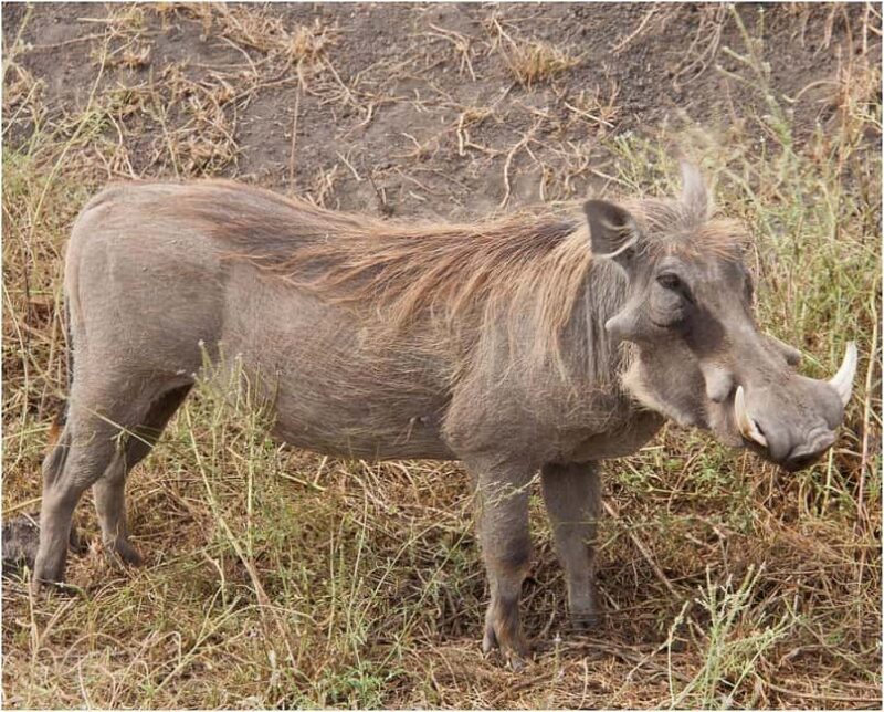 Mikumi National Park: 2 Days Camping safari - Practical Tips for Travelers