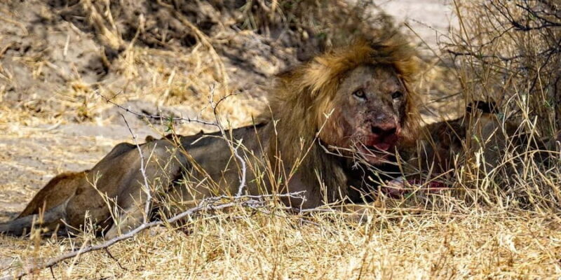 Mikumi National Park: 2 Days Camping safari - The Sum Up: Who Is This Safari For?