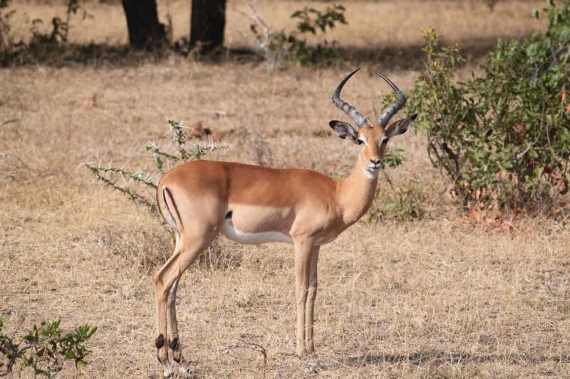 Mikumi National Park: 3-Day 2-Night Camping Safari - Key Points